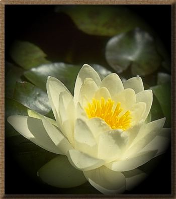 water_lily (17K)