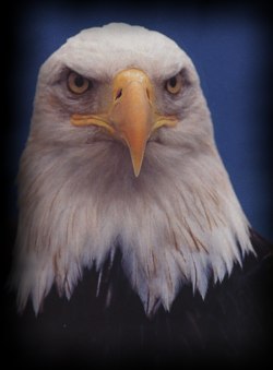 eagle head framed (13K)