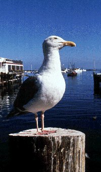 seagull (18K)
