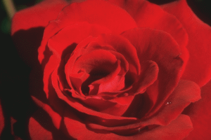 rose closeup (43K)